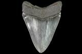 Fossil Megalodon Tooth - Georgia #109376-2